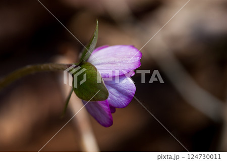 雪割草　紫 124730011