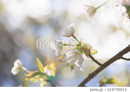 白い桜 咲き始め 白い桜 咲き始め 124730013