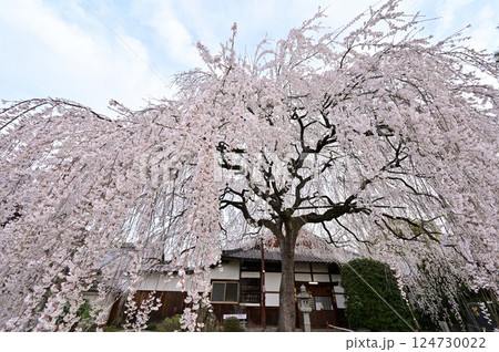 本山 本満寺 満開のしだれ桜 京都市 本山 本満寺 満開のしだれ桜 京都市 124730022