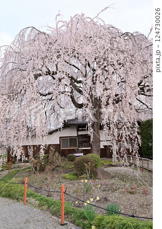 本山 本満寺 満開のしだれ桜 京都市 本山 本満寺 満開のしだれ桜 京都市 124730026