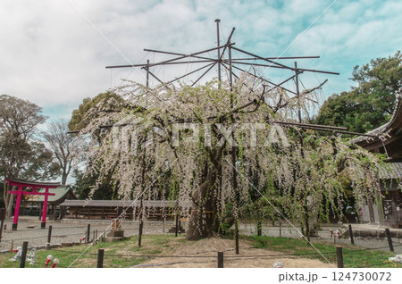 しだれ桜 樹齢350年のシダレザクラ 野依八幡社 愛知県 豊橋市 しだれ桜 樹齢350年のシダレザクラ 野依八幡社 愛知県 豊橋市 124730072