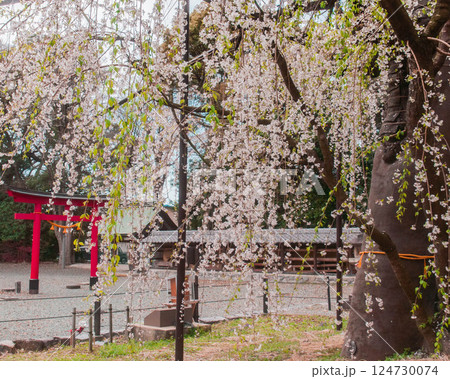 満開のしだれ桜 樹齢350年のシダレザクラ 野依八幡社 愛知県 豊橋市 満開のしだれ桜 樹齢350年のシダレザクラ 野依八幡社 愛知県 豊橋市 124730074