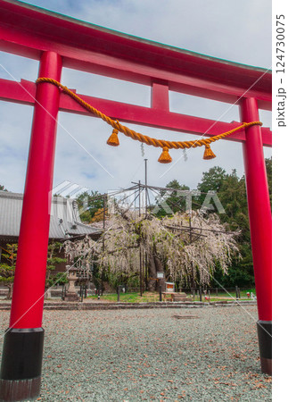 赤い鳥居と樹齢350年のシダレザクラ 野依八幡社 愛知県 豊橋市 赤い鳥居と樹齢350年のシダレザクラ 野依八幡社 愛知県 豊橋市 124730075
