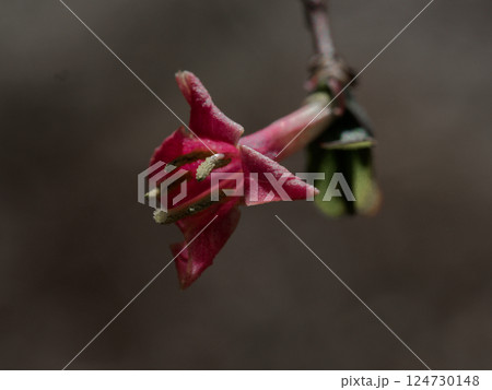 早春に花を咲かせる山野草 スイカズラ科ウグイスカグラの淡紅色の花 124730148
