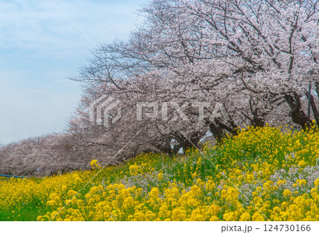 青空に映える満開の桜と菜の花　　愛知　豊川市　佐奈川堤　豊川稲荷　本宮山 124730166