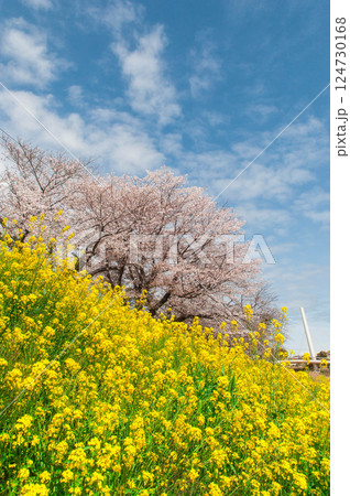 菜の花と桜のある風景　　愛知　豊川市　佐奈川堤　豊川稲荷　本宮山 124730168