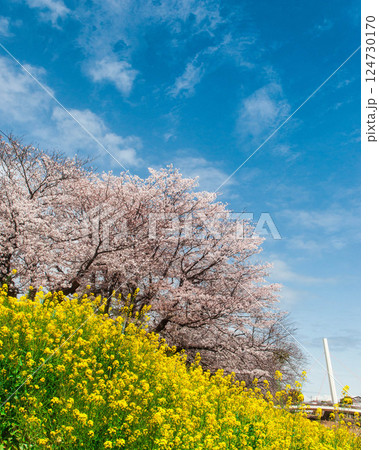 菜の花と桜のある風景 愛知 豊川市 佐奈川堤 豊川稲荷 本宮山 菜の花と桜のある風景 愛知 豊川市 佐奈川堤 豊川稲荷 本宮山 124730170