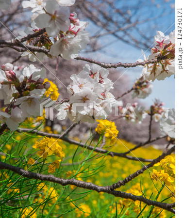 菜の花と桜のある風景 愛知 豊川市 佐奈川堤 豊川稲荷 本宮山 菜の花と桜のある風景 愛知 豊川市 佐奈川堤 豊川稲荷 本宮山 124730171