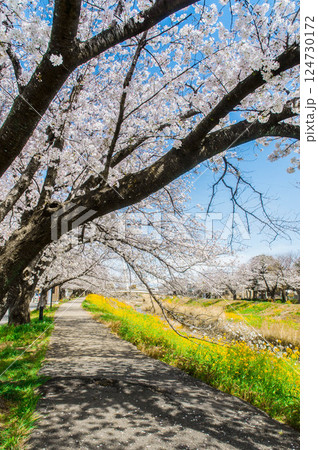 桜のある風景 愛知 豊川市 佐奈川堤 豊川稲荷 本宮山 桜のある風景 愛知 豊川市 佐奈川堤 豊川稲荷 本宮山 124730172