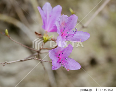 紅紫色の花が彩る里山の春。ツツジ科コバノミツバツツジ 紅紫色の花が彩る里山の春。ツツジ科コバノミツバツツジ 124730408