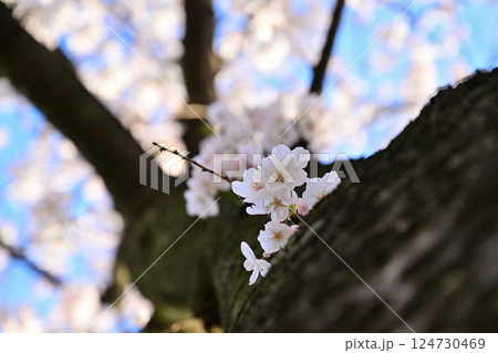 桜満開 124730469