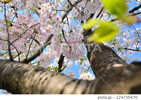 桜満開 124730470