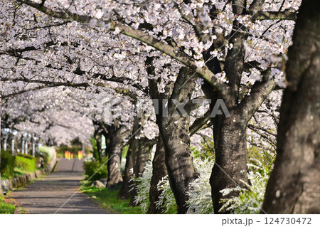 桜満開 124730472