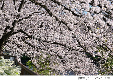 桜満開 124730476