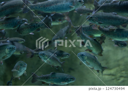 ニジマスの群れ 124730494