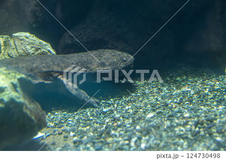 水族館のオオサンショウウオ 124730498