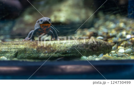 水族館のアカハライモリ 水族館のアカハライモリ 124730499