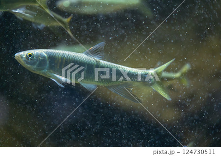 水族館のオイカワ 水族館のオイカワ 124730511