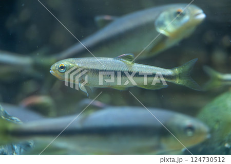 水族館のカワムツ 水族館のカワムツ 124730512