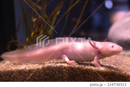 水族館のメキシコサラマンダー 124730521