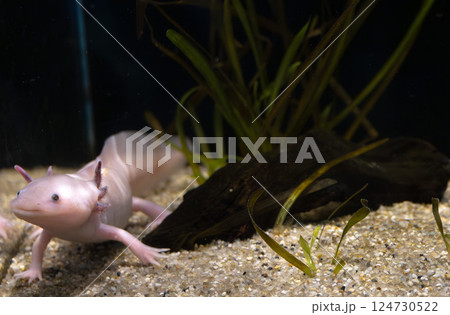水族館のメキシコサラマンダー 124730522