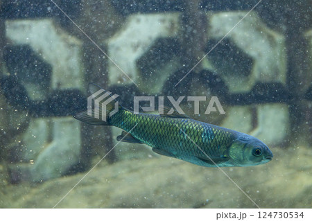 水族館のソウギョ 124730534