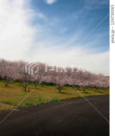 春の三河臨海緑地の風景　三河臨海緑地「日本列島」豊川市　御津町 124730565