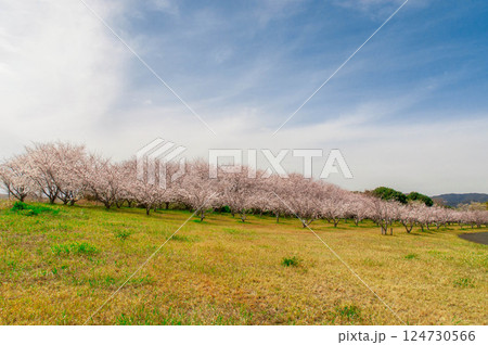 春の青空に映える満開の桜　三河臨海緑地「日本列島」豊川市　御津町 124730566
