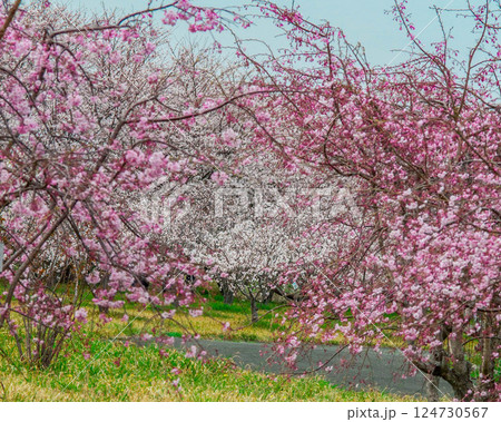 桜のある風景 三河臨海緑地「日本列島」豊川市 御津町 桜のある風景 三河臨海緑地「日本列島」豊川市 御津町 124730567