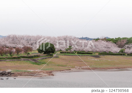 春の桜のある風景　三河臨海緑地「日本列島」豊川市　御津町 124730568