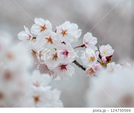 春の日差しを浴びる桜　三河臨海緑地「日本列島」豊川市　御津町 124730569