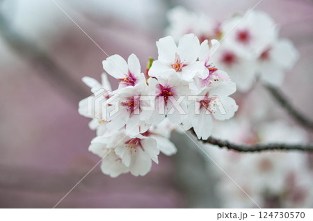 春の日差しを浴びて輝く満開の桜　三河臨海緑地「日本列島」豊川市　御津町 124730570