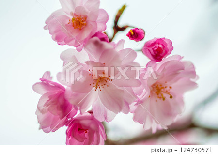 美しい桜の花　三河臨海緑地「日本列島」豊川市　御津町 124730571
