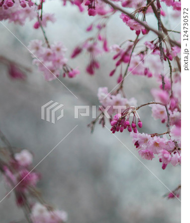 咲き始めた桜　三河臨海緑地「日本列島」豊川市　御津町 124730572