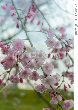 桜の花びら　三河臨海緑地「日本列島」豊川市　御津町 124730573