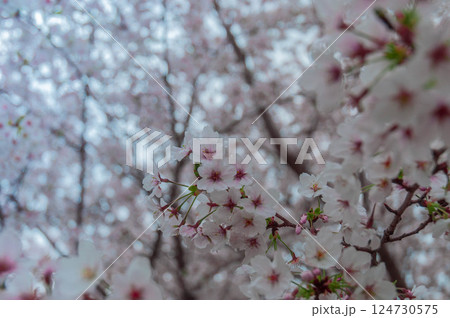桜咲く　三河臨海緑地「日本列島」豊川市　御津町 124730575