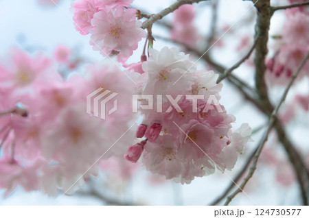 春の訪れを告げる満開の桜 三河臨海緑地「日本列島」豊川市 御津町 春の訪れを告げる満開の桜 三河臨海緑地「日本列島」豊川市 御津町 124730577