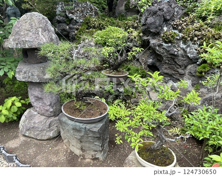 東京都東村山市のお寺、大善院にある盆栽です。 東京都東村山市のお寺、大善院にある盆栽です。 124730650