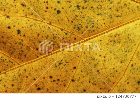 Hibiscus Ruth Wilcox Leaf 124730777