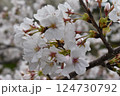 桜咲く 124730792
