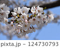 青空に映える桜 124730793