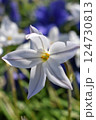 春に咲くハナニラ 124730813