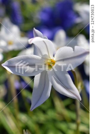 春に咲くハナニラ 124730813