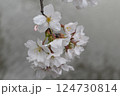 桜咲く 124730814