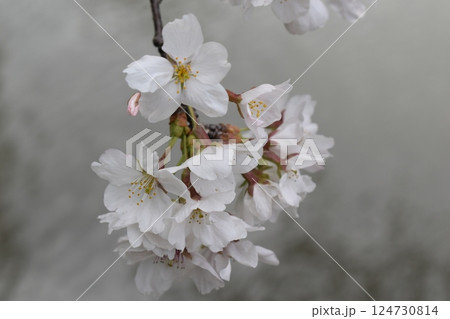 桜咲く 桜咲く 124730814