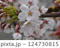 満開に咲いた桜 124730815