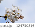 青空に映える桜 124730816