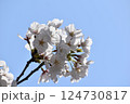 青空に映える桜 124730817