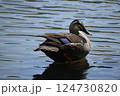 水辺にいるカルガモ 124730820