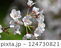 満開に咲いた桜 124730821